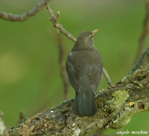 Merlo Turdus merula. semplicemente un maschio e una femmina.